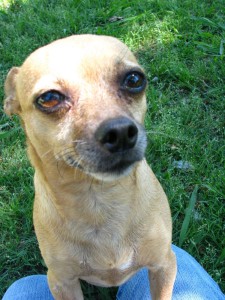 Cinnamon 2001- 12-8-2015